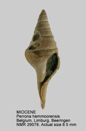 MIOCENE Perrona hemmoorensis.jpg - MIOCENEPerrona hemmoorensis(Kautsky,1925)